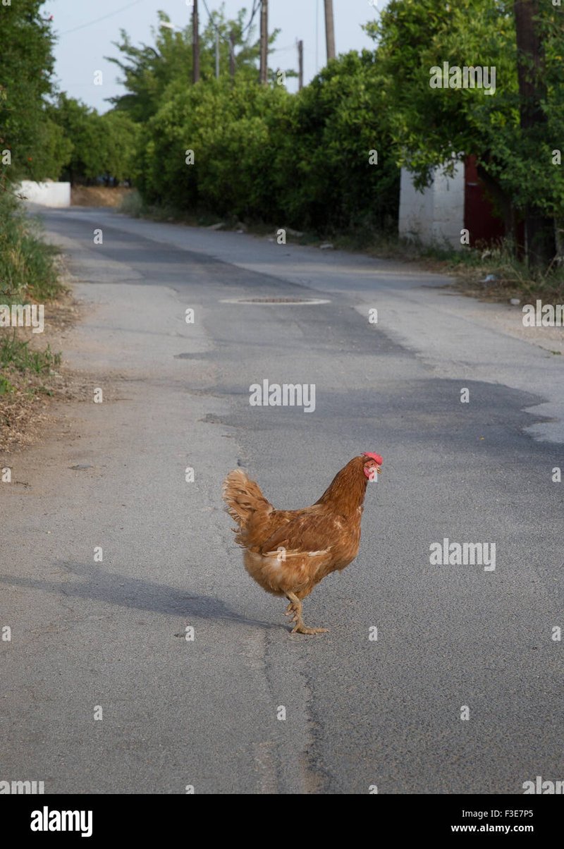 Uno sguardo a chicken road ufficiale